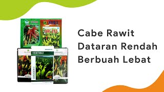 Rekomendasi Benih Cabe Rawit Dataran Rendah, Berbuah Lebat, dan Disukai Pasar