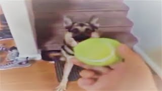 If You Want The Ball, Fly For It Duke.