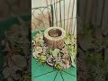 Frühlingshafter Türkranz als Osterdeko: Blumenkranz mit frischem Eukalyptus
