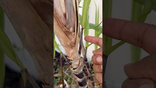 Is This Sugarcane Ready To Harvest