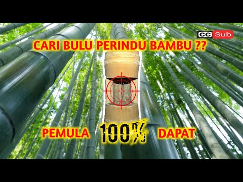 RAHASIA JITU!!! Cara Mudah Mendapatkan BULU PERINDU Bambu - Dijamin Langsung Dapat!!!