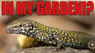 Photographing a non-native REPTILE in my garden! (UK)