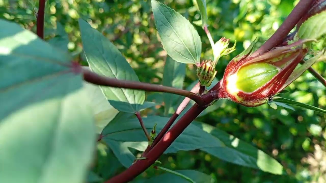 ASI SE ENCUENTRA DE FLORIADO LA JAMAICA