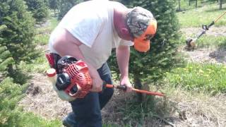 How to butt prune a Christmas tree featuring Itchy Mitch
