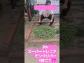 pwさんのスーパートレニアピンクリバー花壇に植えるとこんなに綺麗です！