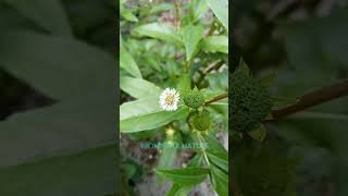 bhringraj (Eclipta prostrata /false daisy/ yerba de tago ) കയ്യൂന്നി