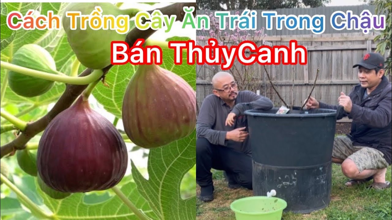 CUỘC SỐNG ÚC l CÁCH TRỒNG CÂY ĂN TRÁI TRONG CHẬU BÁN... - youtube