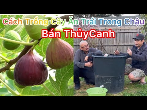 Video CUỘC SỐNG ÚC l CÁCH TRỒNG CÂY ĂN TRÁI TRONG CHẬU BÁN... - youtube
