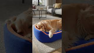 🐶❤️ Give Your Dog the Comfort They Truly Deserve | Premium Dog Bed
