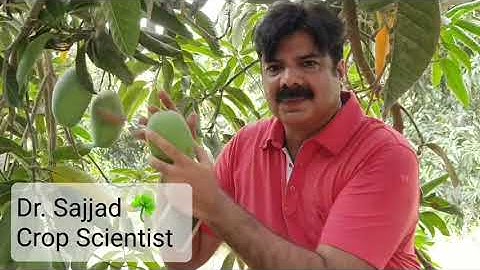 Self Picking - Export quality Chaunsa (variety) Mangoes