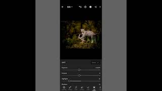 wild animals photo editing || Lightroom preset use in one minute || preset use and adjust |#shorts screenshot 5