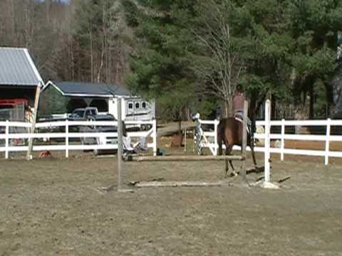 Morgan horse Skyway Jamelle Jumping