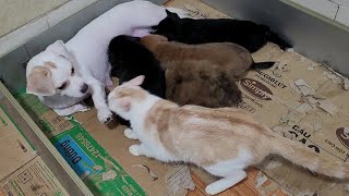 Mother Cat Bit Mother Dog While She Was Breastfeeding Her Puppies