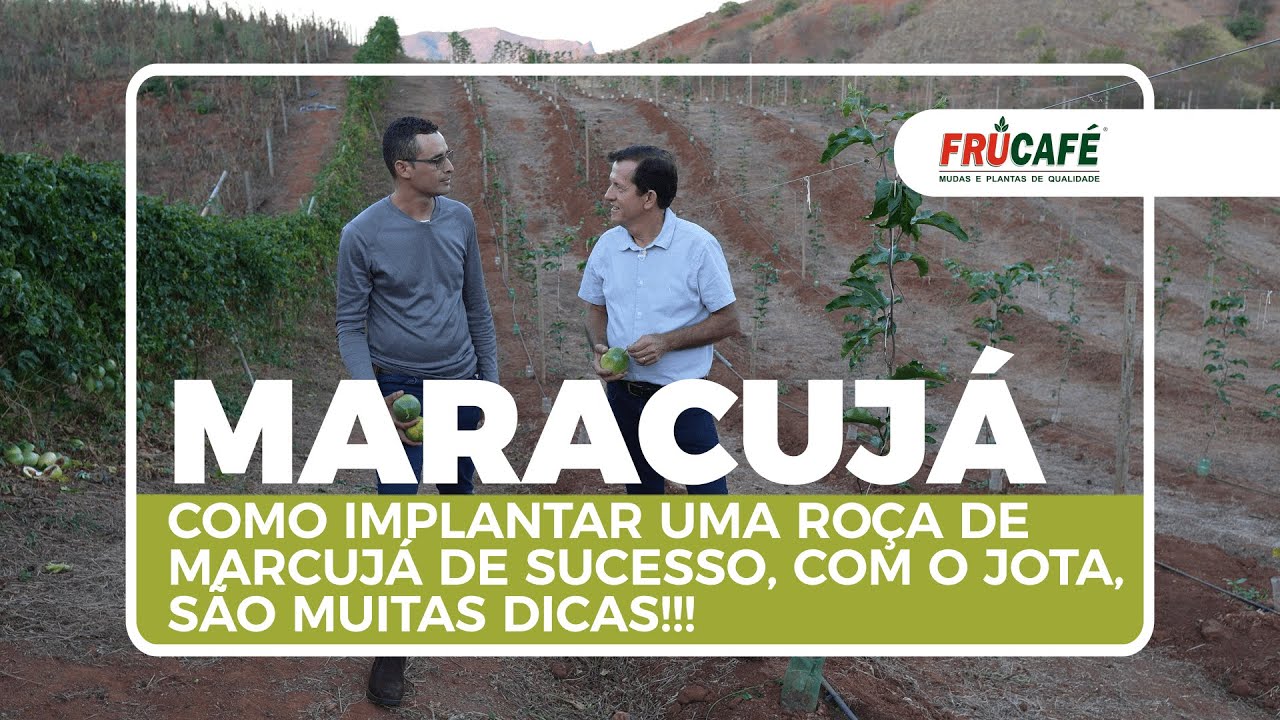 Como Implantar uma Roça de Marcujá de Sucesso, com o Jota, são Muitas Dicas!!!
