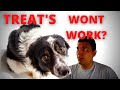 My Dog Wont Take Treats, Fearful, Stressful, Reactive ,Dog Training, Dog Behaviour,
