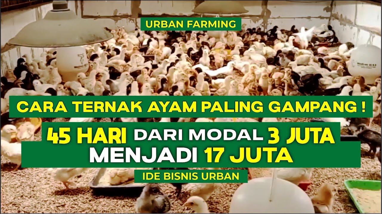 Cara Ternak Ayam untuk Pemula dari Nol Hingga Panen | Modal Kecil Untung Besar 2025