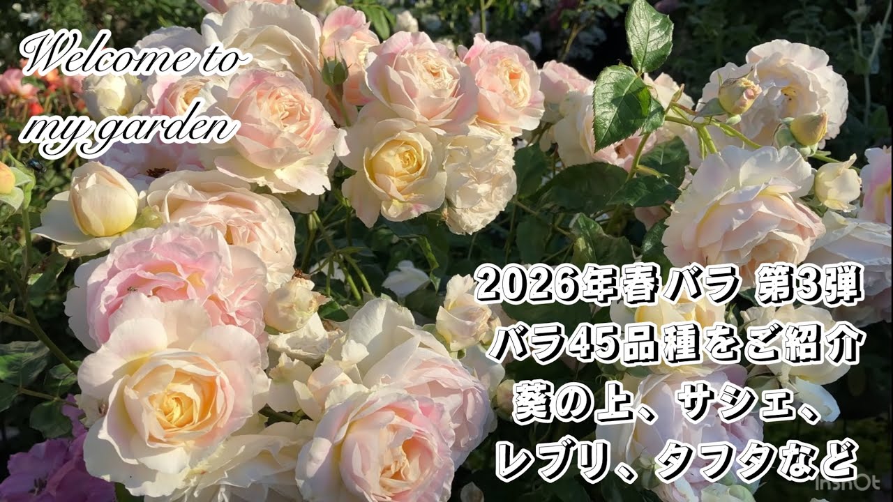 【新作入荷】バラ可能 2 2026年春バラ第3弾 バラ45品種をご紹介【葵の上、サシェ、レブリ
