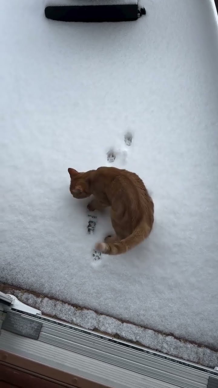 Très drôle le chat