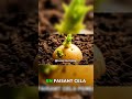 Activez vos pommes de terre: l'astuce germination!
