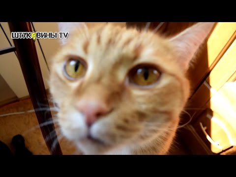10 НОВЫХ ЛАЙФХАКОВ