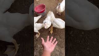 Makanan zonk #animalshorts #duck