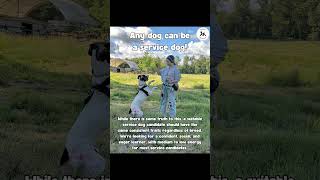 Online advice for service dog training? Let me break it down #didyouknowthis #servicedogcommunity
