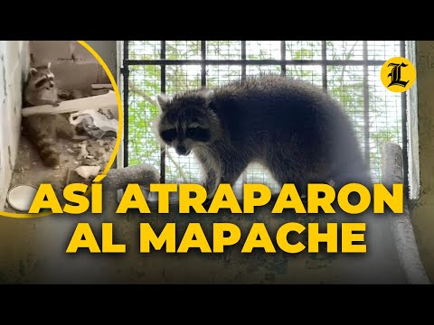 ¡ATRAPARON AL MAPACHE! MIRA CÓMO LA GENTE DE GUARICANOS ATRAPÓ AL ANIMAL
