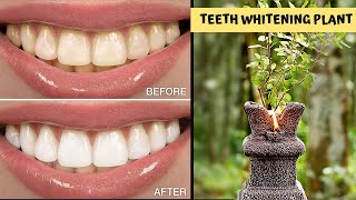 ✨ Magical Teeth Whitening At Home | 100% Ayurvedic | Safe Enamel | No Sensitive Teeth