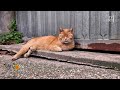 L'Ora Solare (TV2000) Creazzo (VI) – Red il gatto adottato da tutto il paese