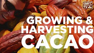 Growing & Harvesting Cacao - Episode 9 - Craft Chocolate TV