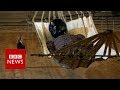 New video by BBC News on YouTube