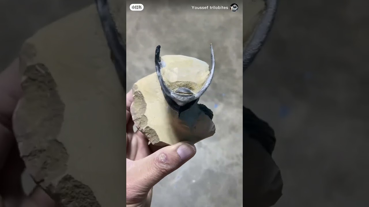 Crotalocephalina and zlichovaspis A tchana Morocco