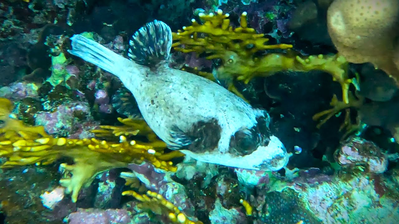 Masked puffer (Arothron diadematus) Masked Dogfish, Red Sea Pufferfish, Panda pufferfish (4K)