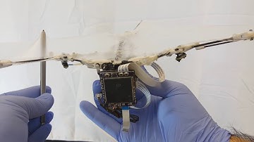 Bat-Bot (B2) stretchable membrane wings
