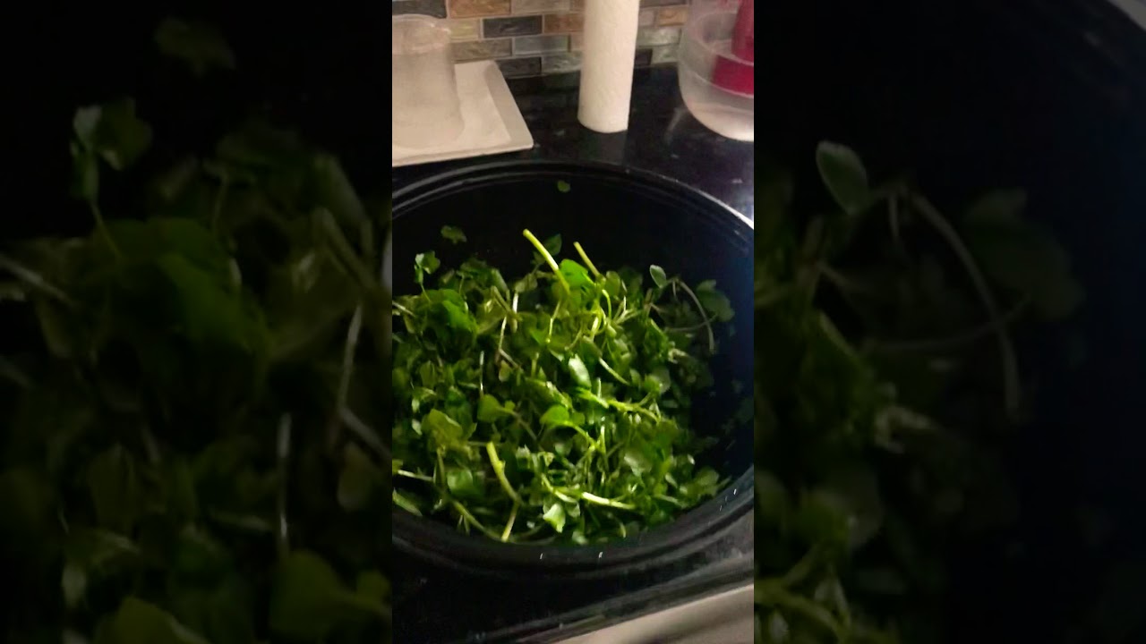 Grow watercress at home indoor. 