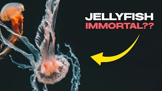 It Can Live FOREVER! (The Crazy Story Of The Immortal Jellyfish)