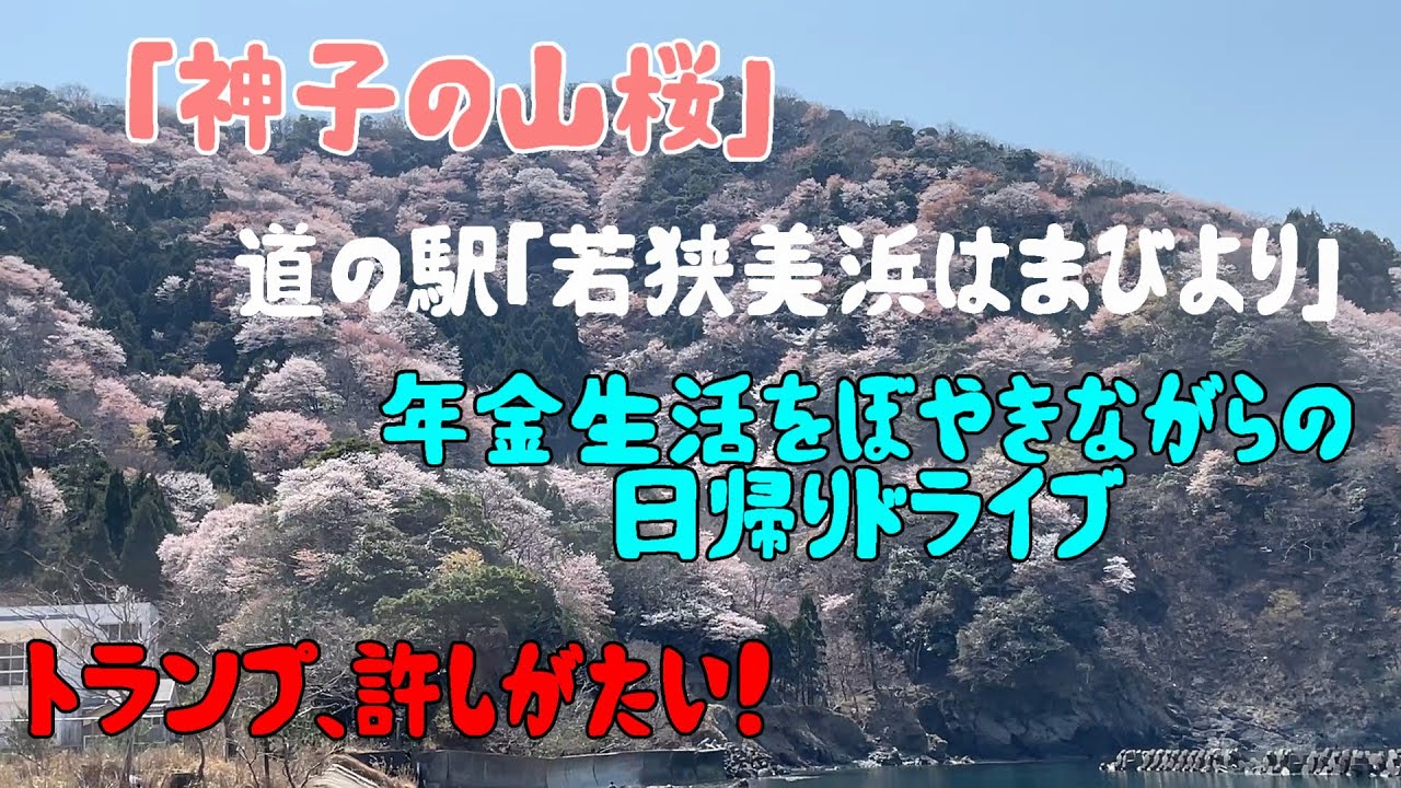 福井県「神子の山桜」と年金生活を嘆く