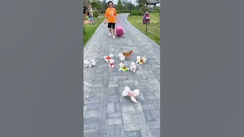 teacup dog breeds / teacup puppies 🐕 #shorts #dog #toys #cute #puppy