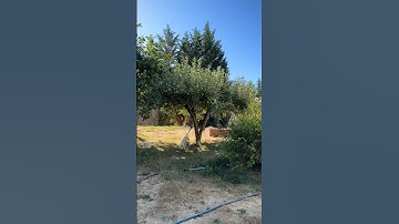 A great day for pruning apple trees #gardening