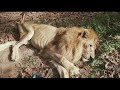 Abused lion reunited with rescuer who's a mother figure to him