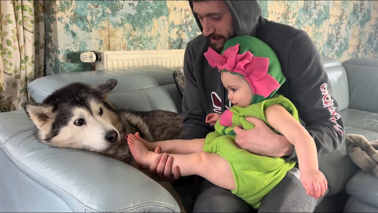 Adorable Baby Giggles When Husky Tells Her Feet Stink!😂💖. (DAISY HAS FLOWER COSTUME!!)