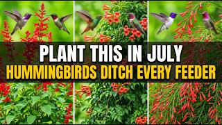 These Best 20 Plants That Make Hummingbirds Ditch Every Feeder in Your Yard