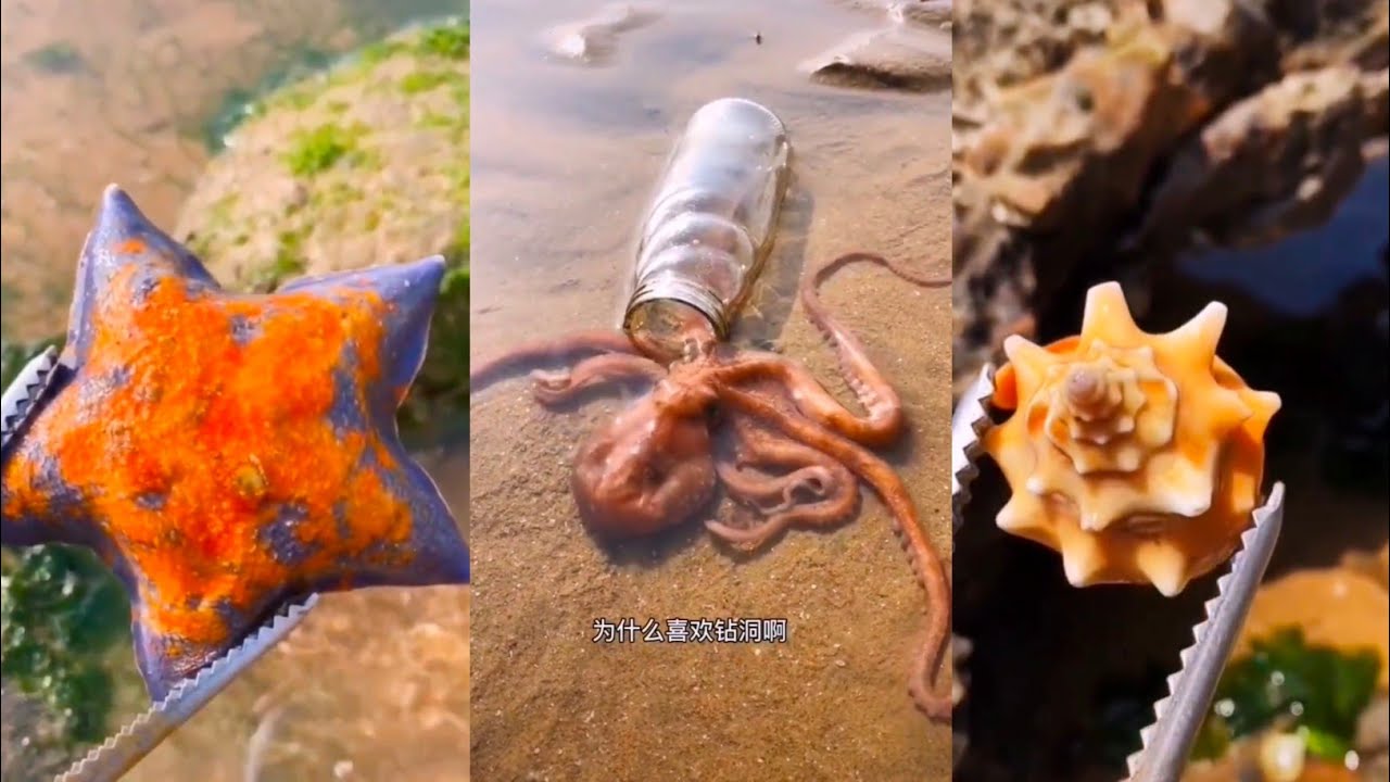 Fishing Talented Fisherman Catching Seafood Deep Sea CreaturesP16