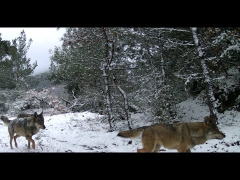 ⭐⭐⭐ KIŞIN ASİL SAHİPLERİ: KURTLAR!⭐⭐⭐ GECE GÜNDÜZ KURTLAR BURADA!