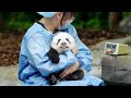 Baby fu doudou with her favourite nanny  panda happyland shorts