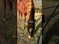 🙂 #horse #majorsmartplay