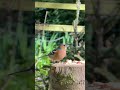 Chafinch - recorded on Iphone 17 pro max #birds #birdingparadise #nature #birdwatching