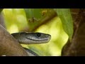 Black Mamba in Tree 05, deadly venomous snake