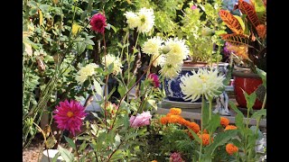 White Yellow Dahlias ll The Scent of Autumn with Backyard Flowers ll 秋天的氣息與後院花卉 ll 807