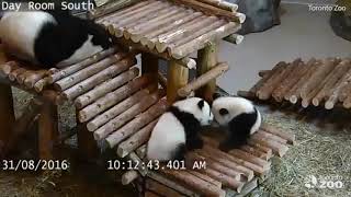 Toronto zoo releases footage of panda ...